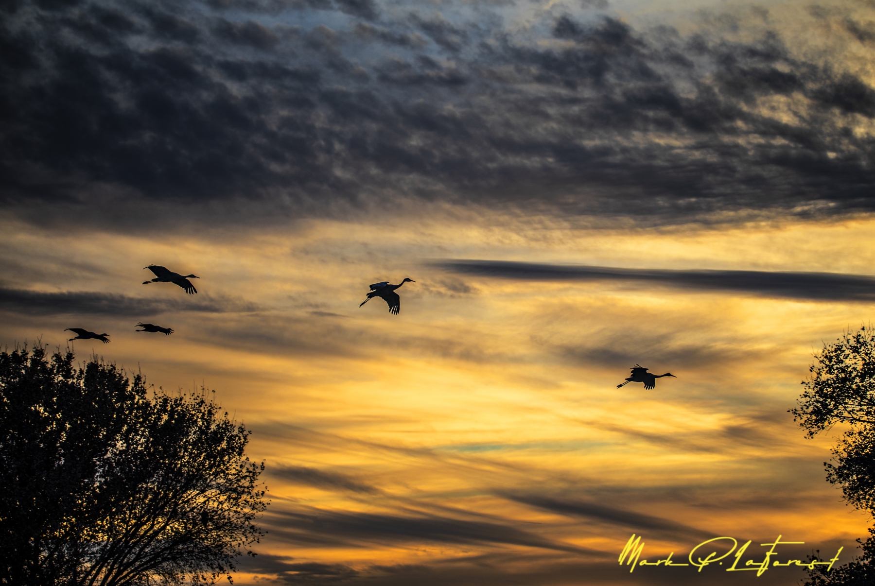 /gallery/north_america/USA/NM/bosque del apache/Bosque Del Apache Dec 2018-020_med.jpg
